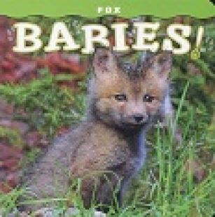Fox Babies